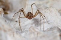 La Scytie ou l'Araigne cracheuse. Un mle (Araneae - Scytodidae - Scytodes thoracica)